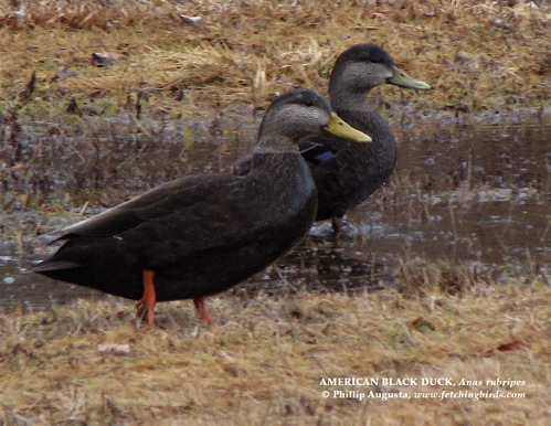 americanblackduck