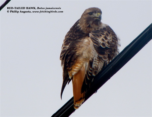 redtailedhawk