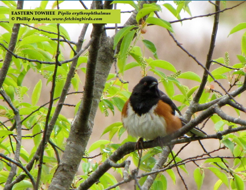 easterntowhee